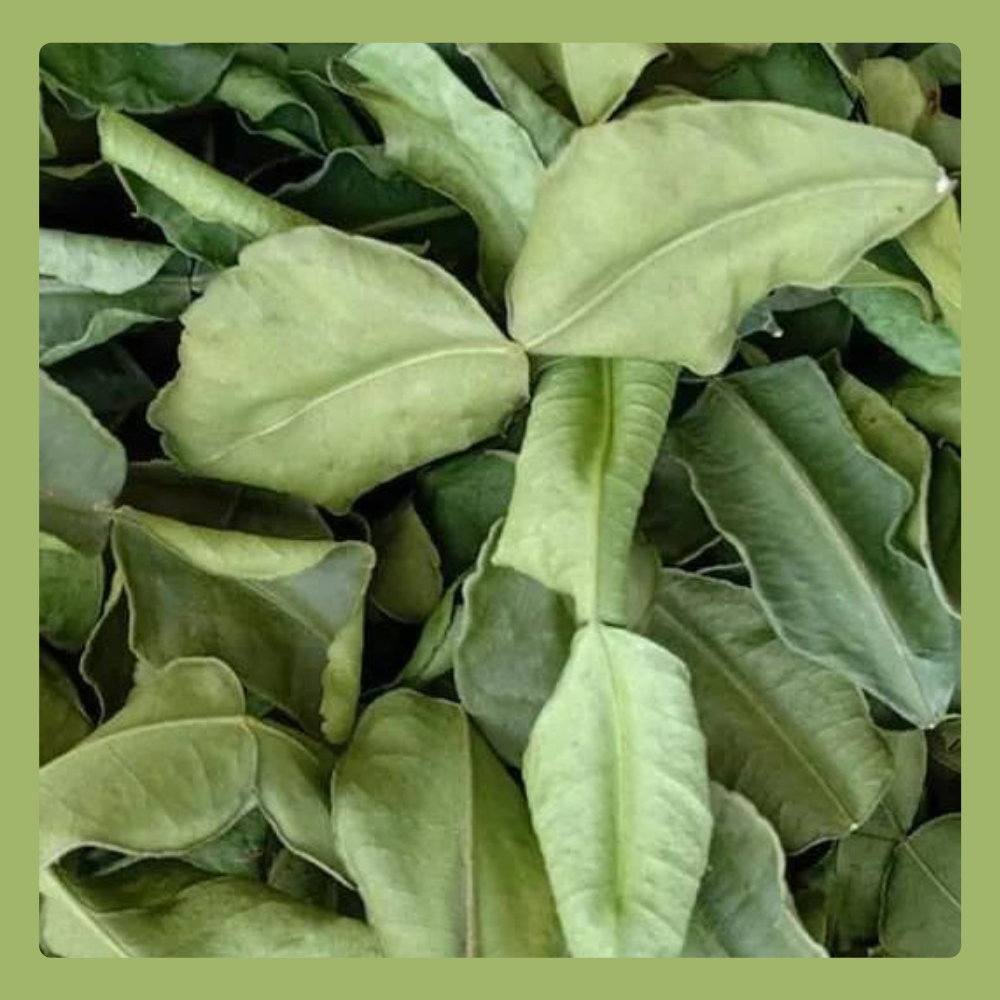 EZ THAI 14g Dried Kaffir Lime Leaves - Essential Ingredient for Thai Cooking EZ THAI 14g Dried Kaffir Lime Leaves - Essential Ingredient for Thai Cooking EZTHAI EZ THAI.