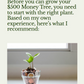 The $500 Money Tree